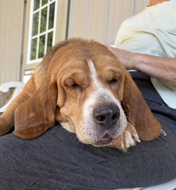 Lucy Lou, a Adoptable mixed breed in Mocksville, NC image 1/4