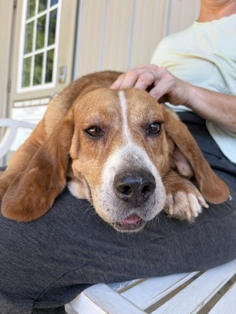 Lucy Lou, a Adoptable mixed breed in Mocksville, NC image 2/4