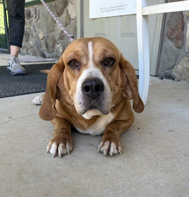 Lucy Lou, a Adoptable mixed breed in Mocksville, NC image 3/4