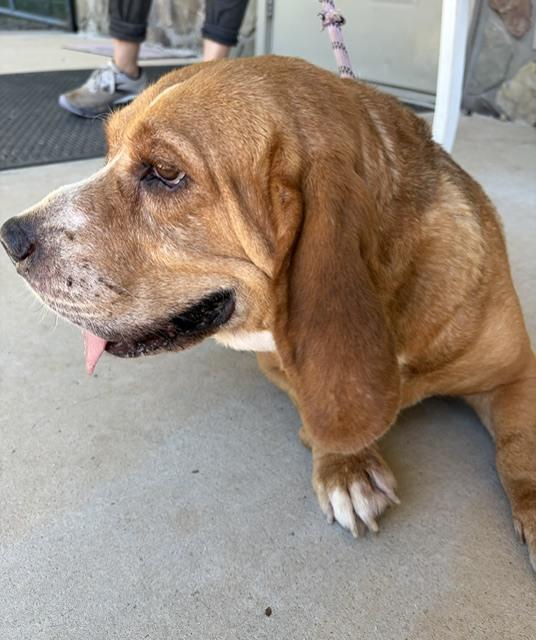 Lucy Lou, a Adoptable mixed breed in Mocksville, NC image 4/4