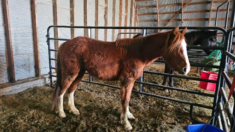 Lando, Adoptable, Young Female Quarterhorse.
