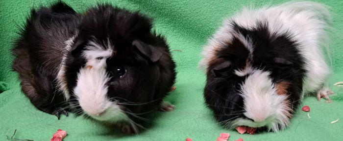 PopTart, adopted, Young Male Abyssinian.