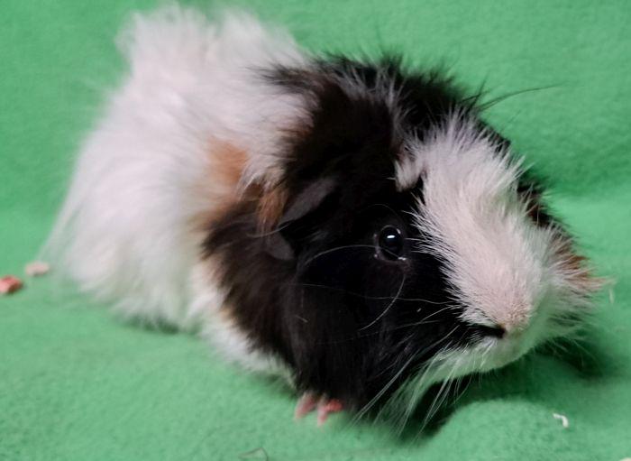 Enlarge PopTart, an adopted Abyssinian in Gary, IN image 2/4