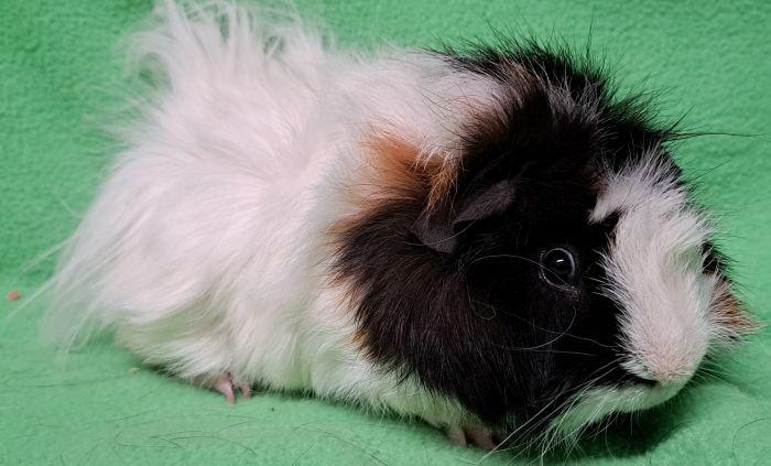 Enlarge PopTart, an adopted Abyssinian in Gary, IN image 3/4