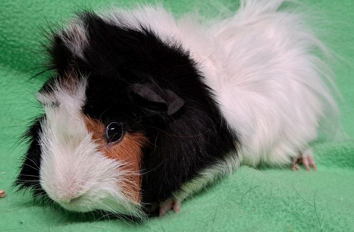 Enlarge PopTart, an adopted Abyssinian in Gary, IN image 4/4