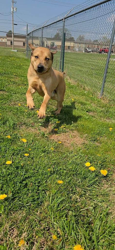 Enlarge Sobble, a Adoptable Mountain Cur in Shelbyville, TN image 2/6