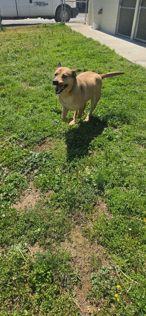 Enlarge Sobble, a Adoptable Mountain Cur in Shelbyville, TN image 3/6
