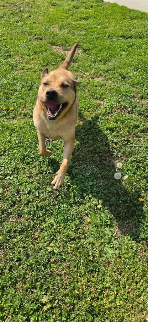 Enlarge Sobble, a Adoptable Mountain Cur in Shelbyville, TN image 4/6