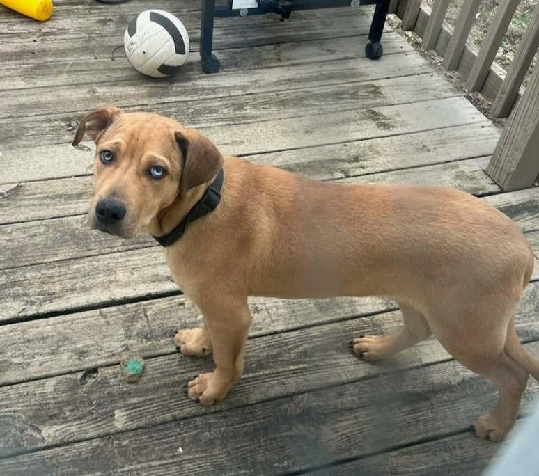 Enlarge Sobble, a Adoptable Mountain Cur in Shelbyville, TN image 5/6