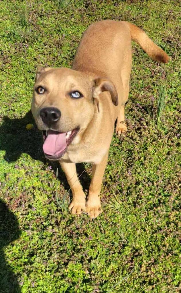 Enlarge Sobble, a Adoptable Mountain Cur in Shelbyville, TN image 2/2
