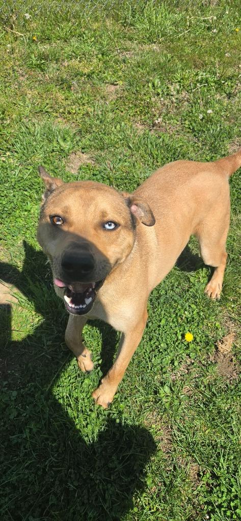 Enlarge Sobble, a Adoptable Mountain Cur in Shelbyville, TN image 6/6