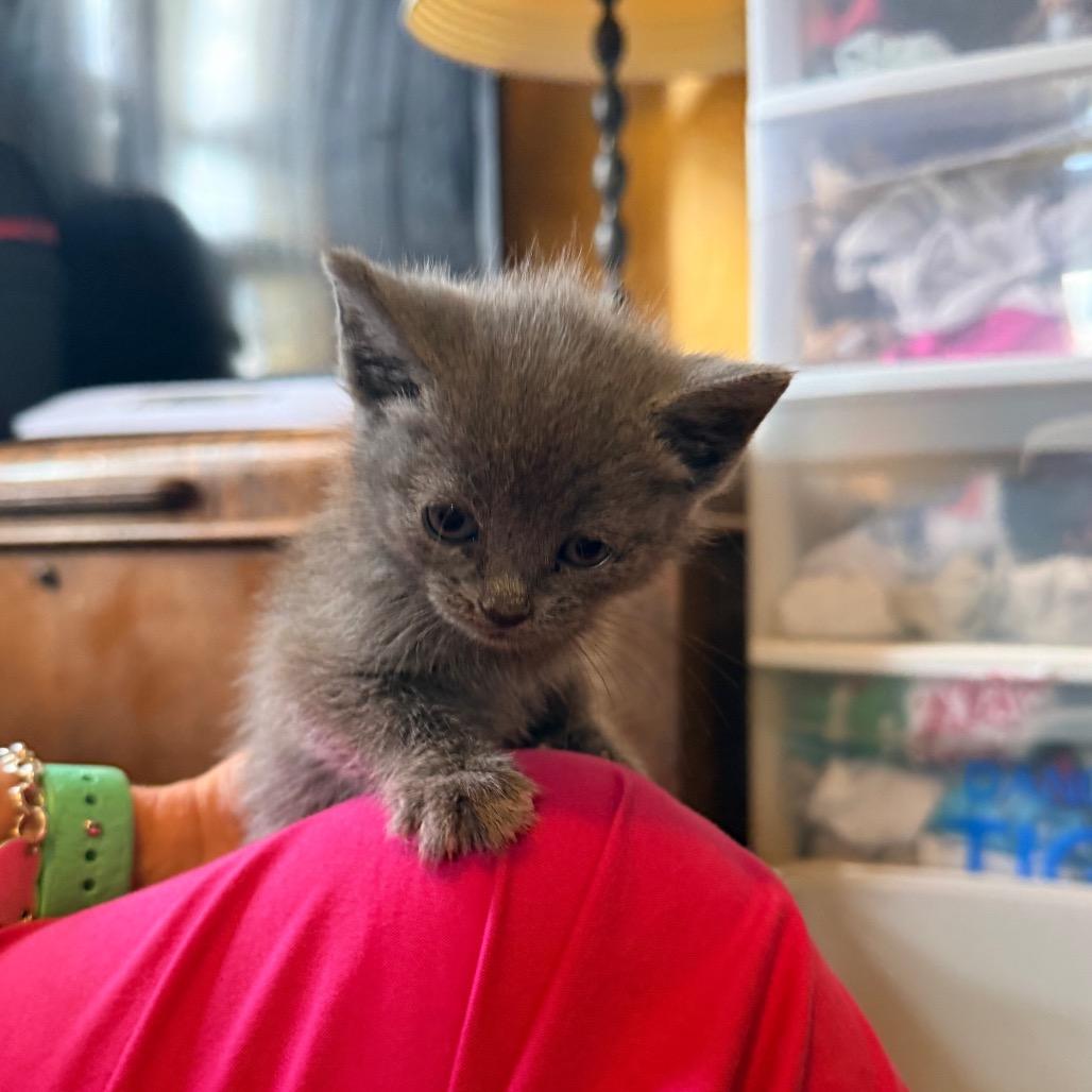 June, Adoptable, Kitten Female American Shorthair.