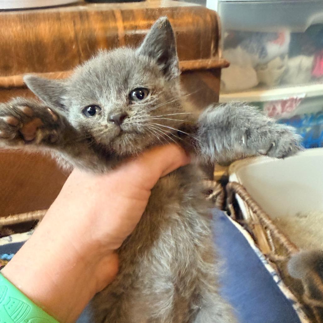 Enlarge June, a Adoptable American Shorthair in Irwin, PA image 2/4