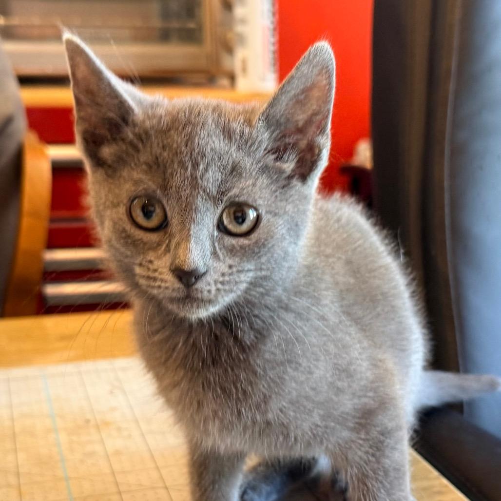 Enlarge June, a Adoptable American Shorthair in Irwin, PA image 3/4