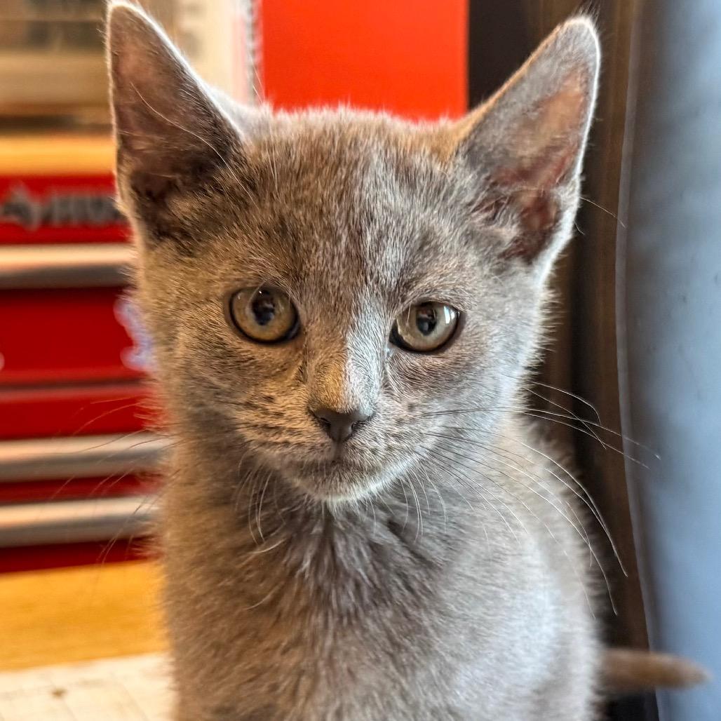 Enlarge June, a Adoptable American Shorthair in Irwin, PA image 4/4