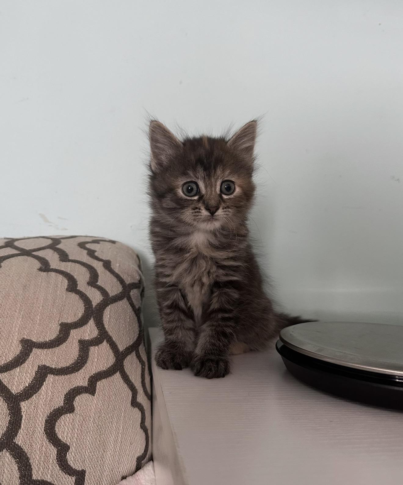 Annette , adopted, Kitten Female Domestic Medium Hair.