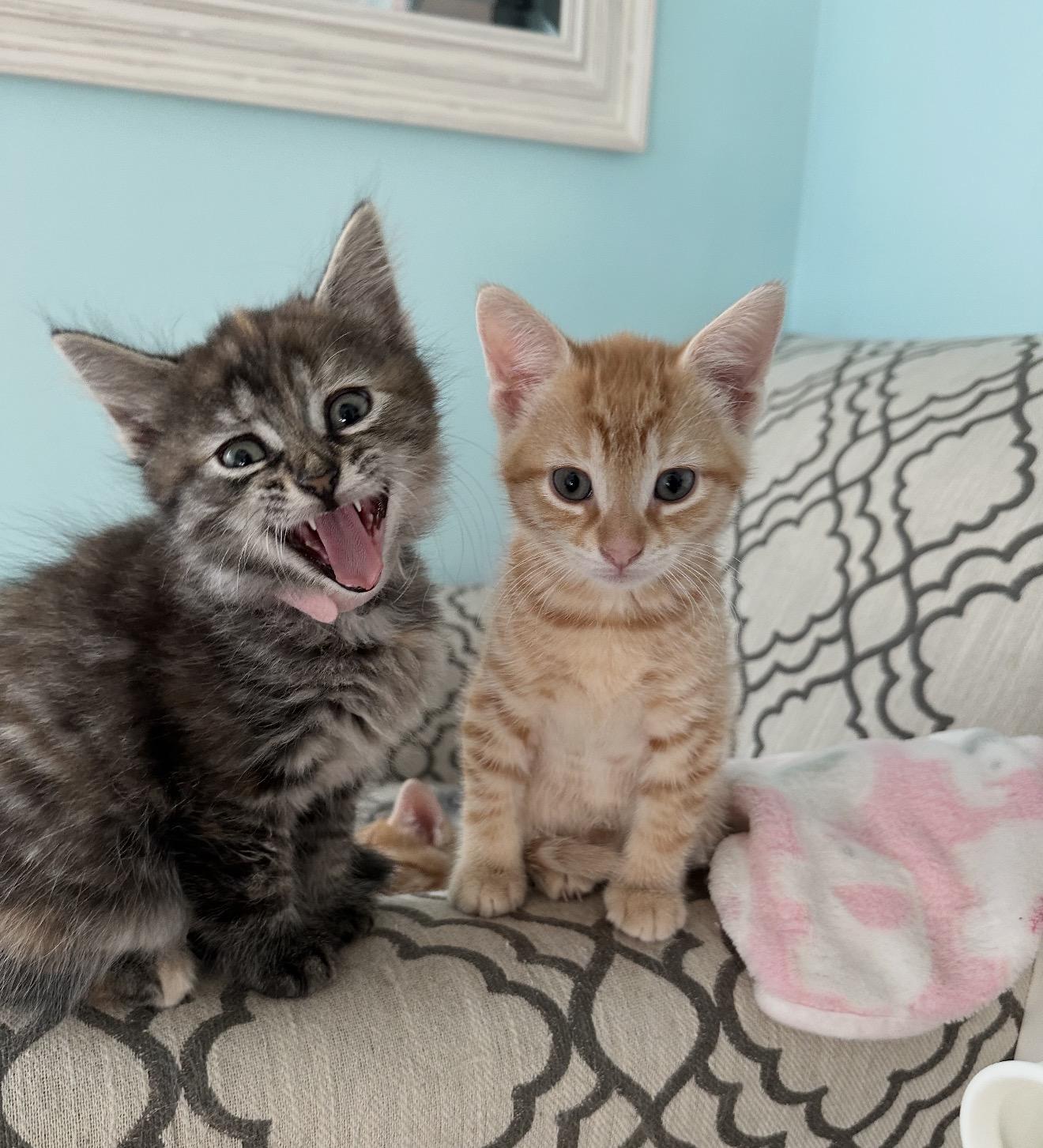 Enlarge Annette , a ADOPTABLE Domestic Medium Hair in Staten Island, NY image 2/6