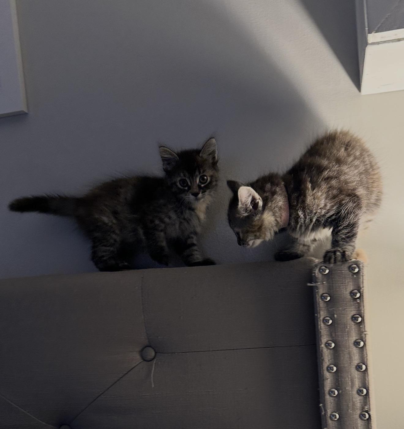 Enlarge Annette , a ADOPTABLE Domestic Medium Hair in Staten Island, NY image 3/6