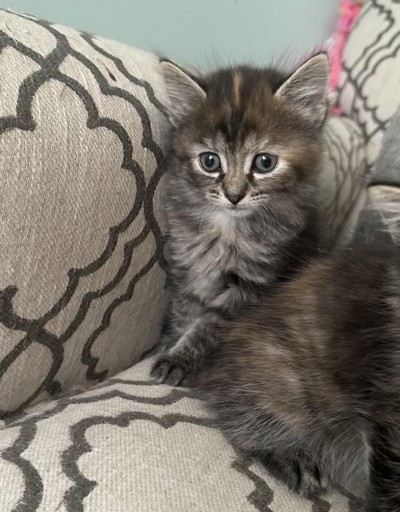 Enlarge Annette , a ADOPTABLE Domestic Medium Hair in Staten Island, NY image 5/6