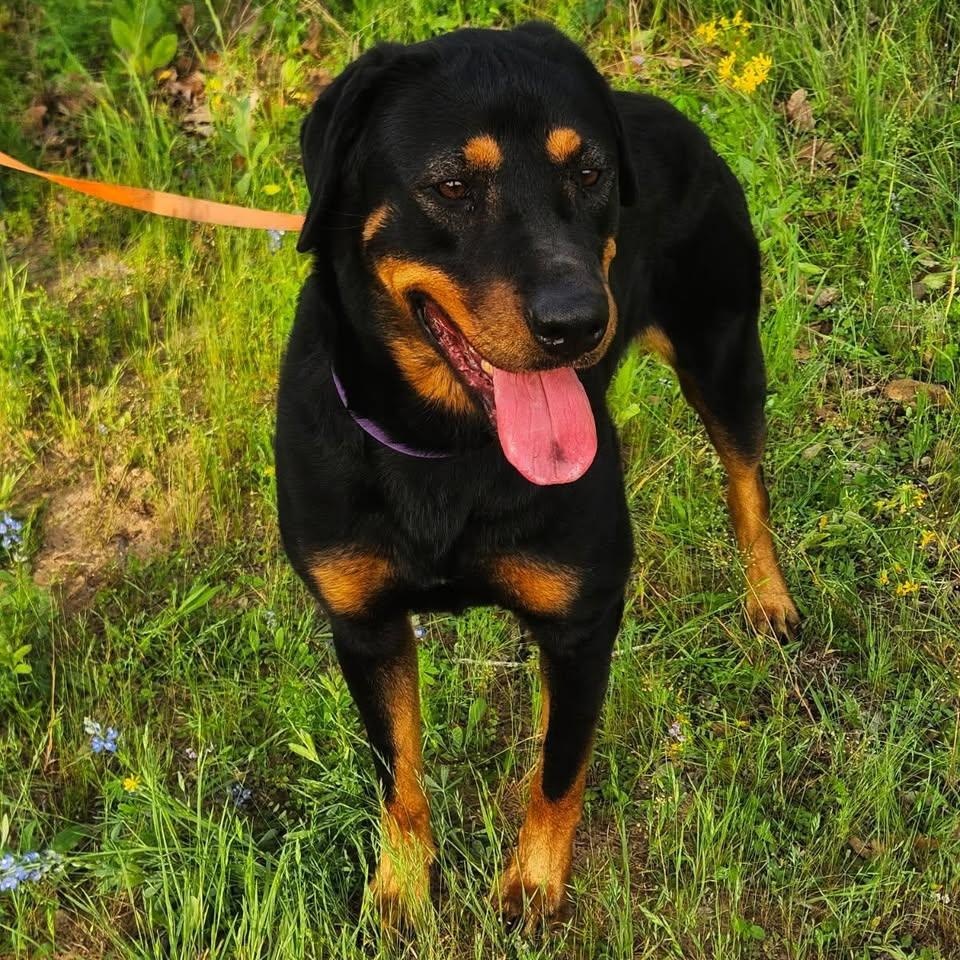 Tallulah, an adopted Rottweiler in Polk, OH image 2/3