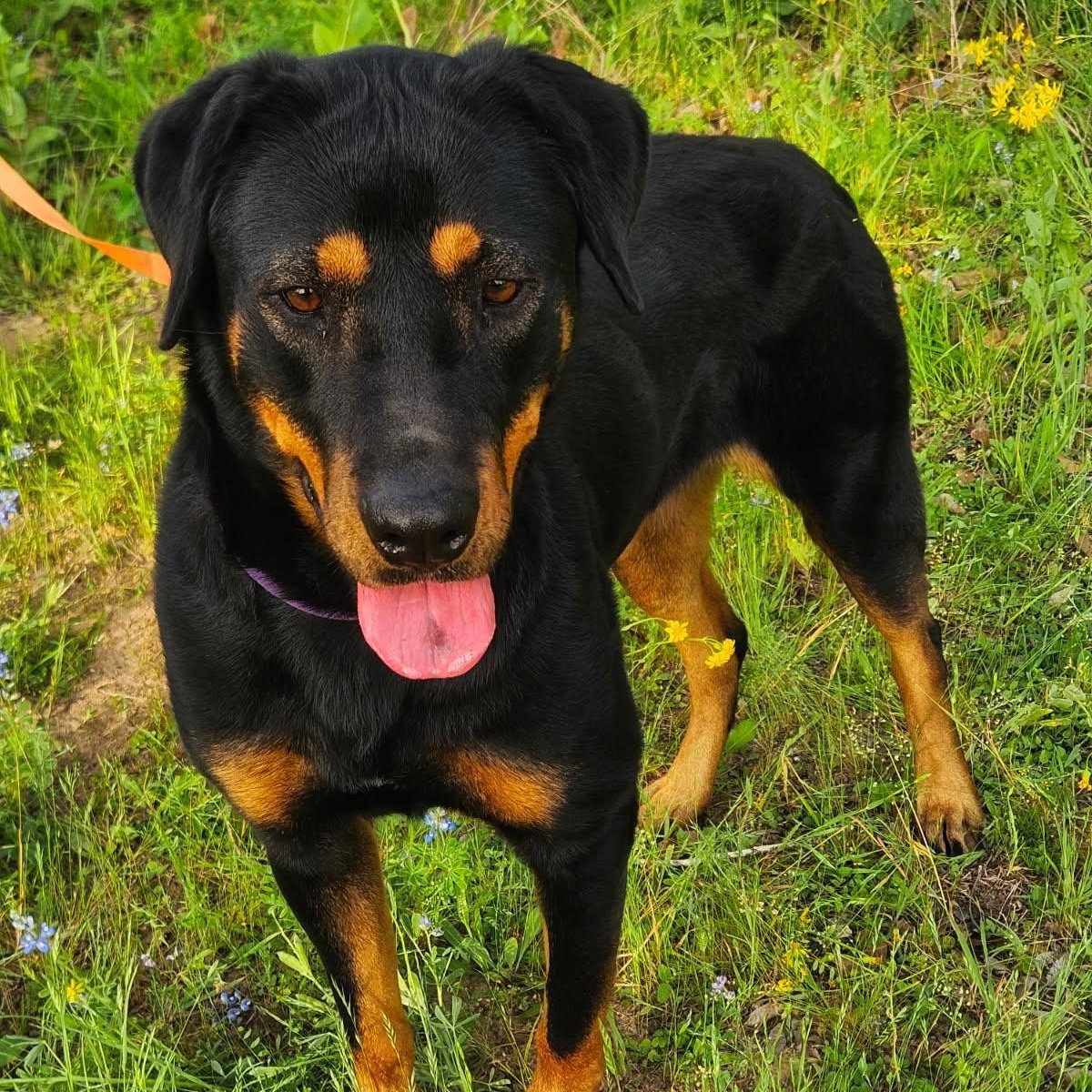 Tallulah, an adopted Rottweiler in Polk, OH image 1/3