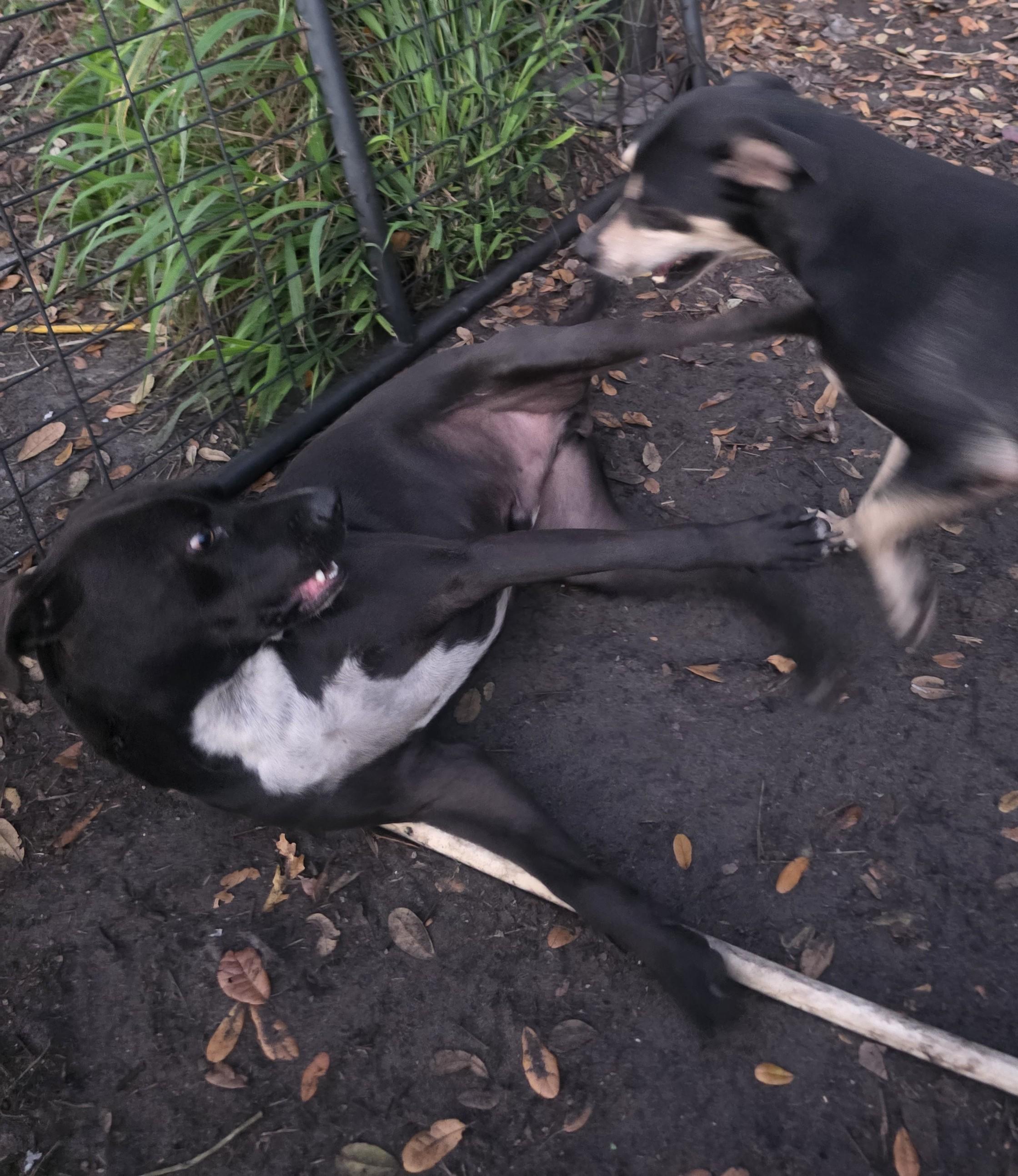 Enlarge Scottie, an adoptable mixed breed in Boca Raton, FL image 3/4