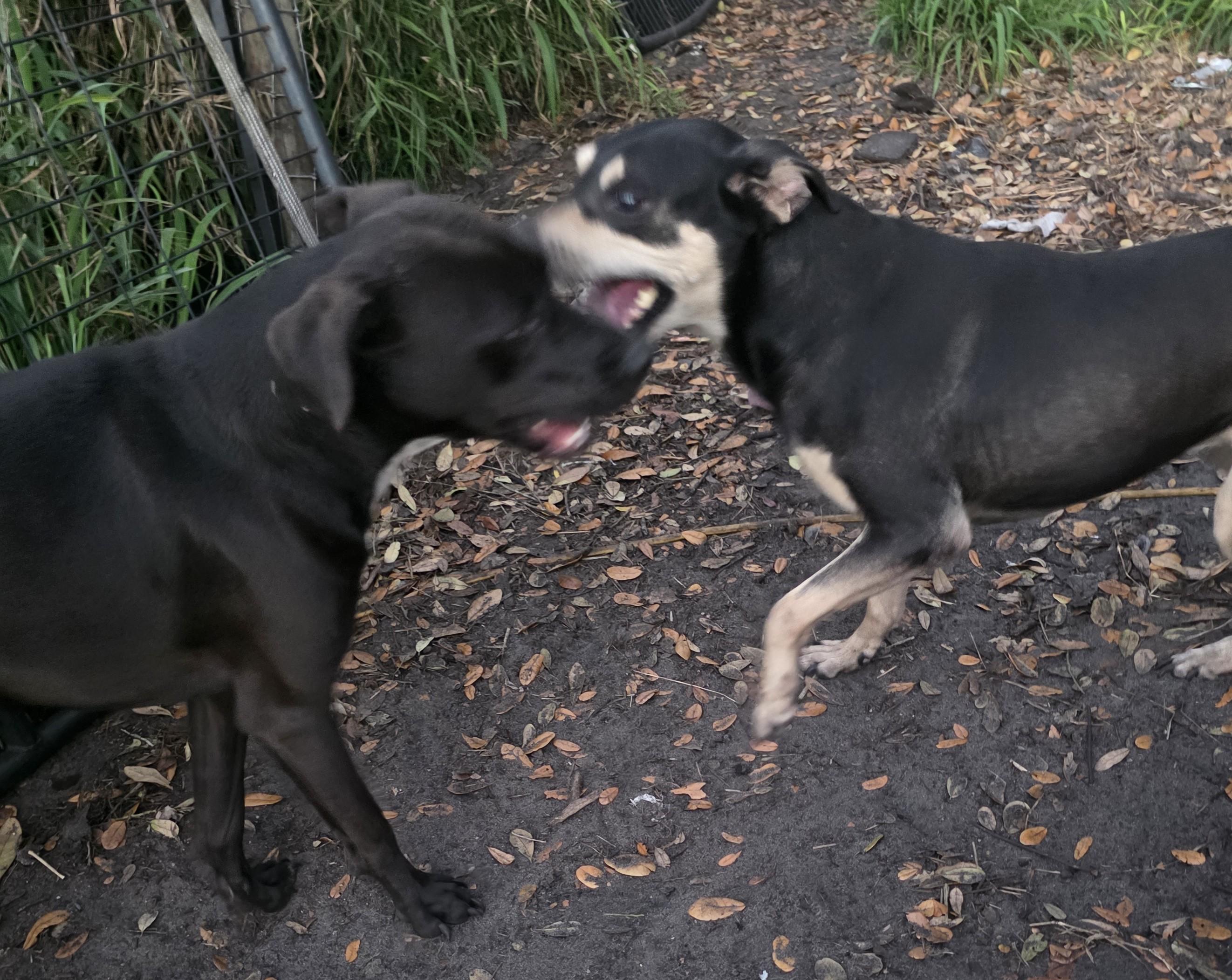 Enlarge Scottie, an adoptable mixed breed in Boca Raton, FL image 4/4