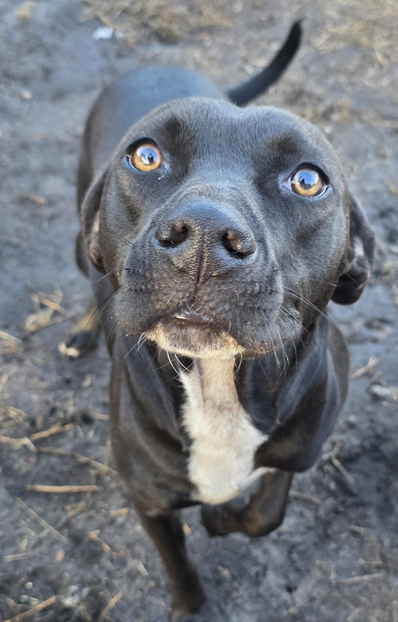 Scottie, adoptable, Adult Male Labrador Retriever.
