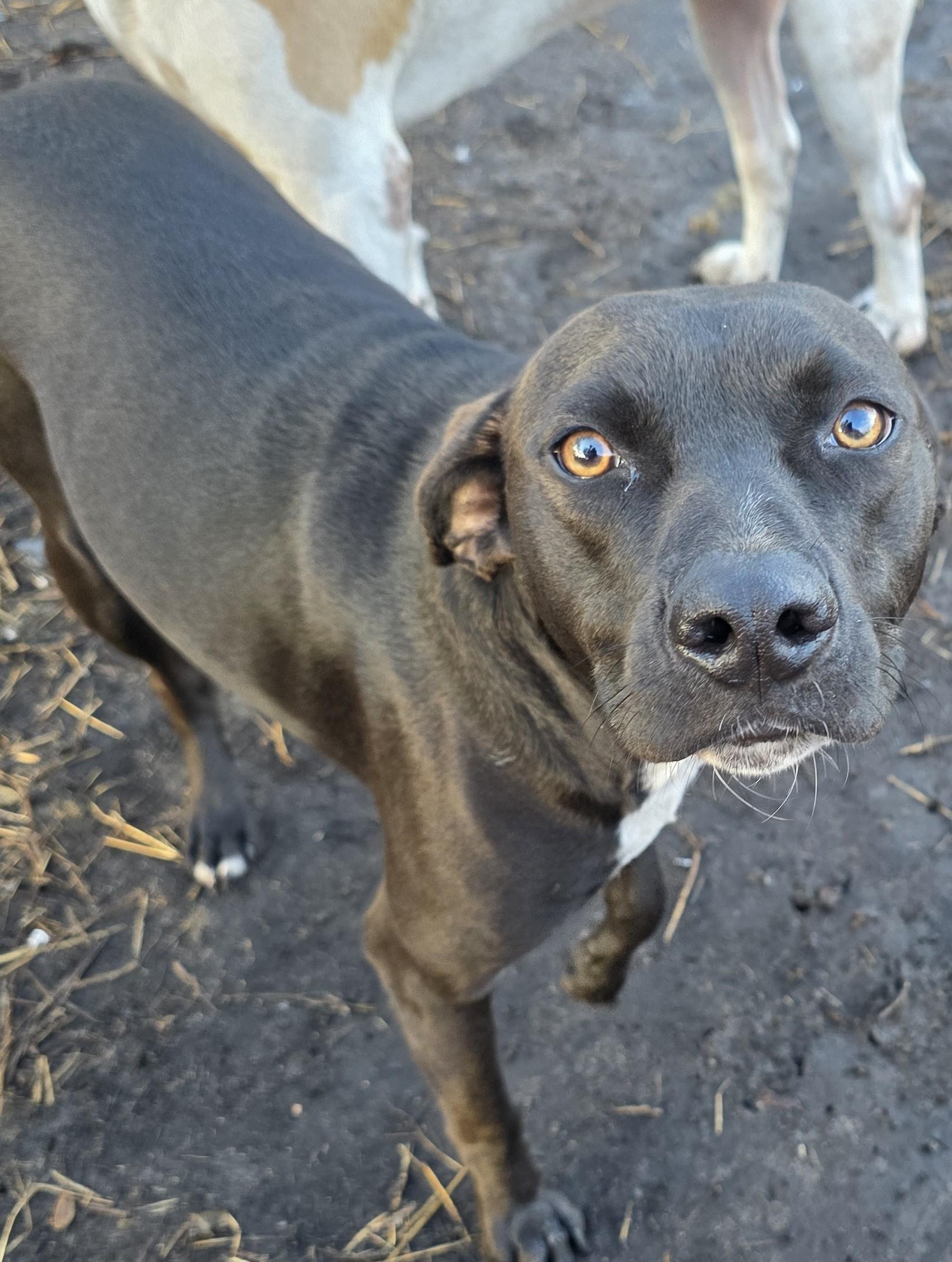 Enlarge Scottie, an adoptable mixed breed in Boca Raton, FL image 2/4