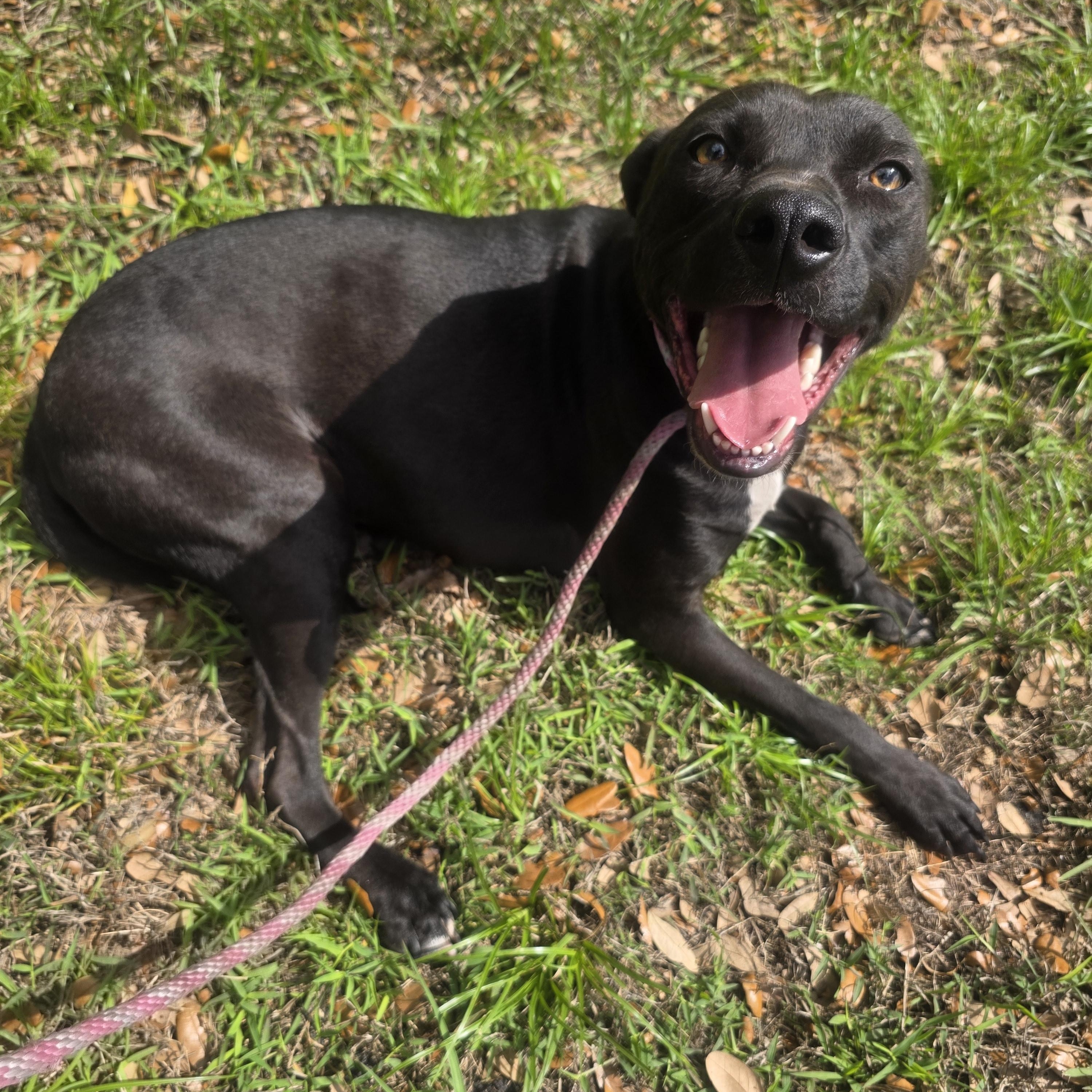 Enlarge Scottie, an adoptable mixed breed in Boca Raton, FL image 2/4