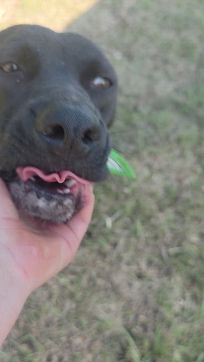 Enlarge Scottie, an adoptable mixed breed in Boca Raton, FL video 3/4