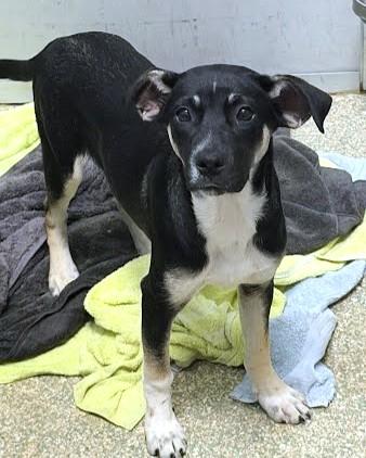 Enlarge Arya, a Adoptable mixed breed in Washington, DC image 1/1