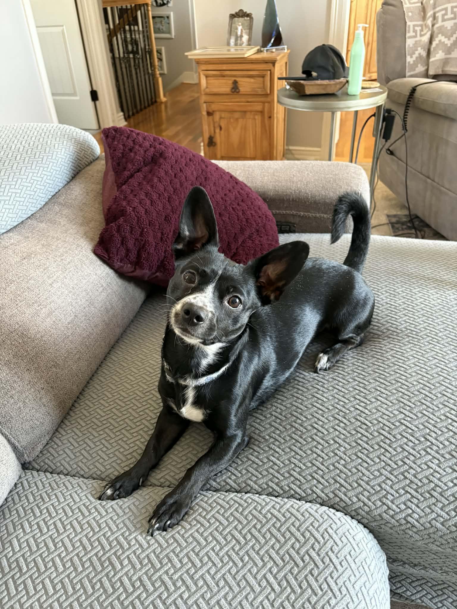 Oshay, an adopted mixed breed in Overland Park, KS image 1/3