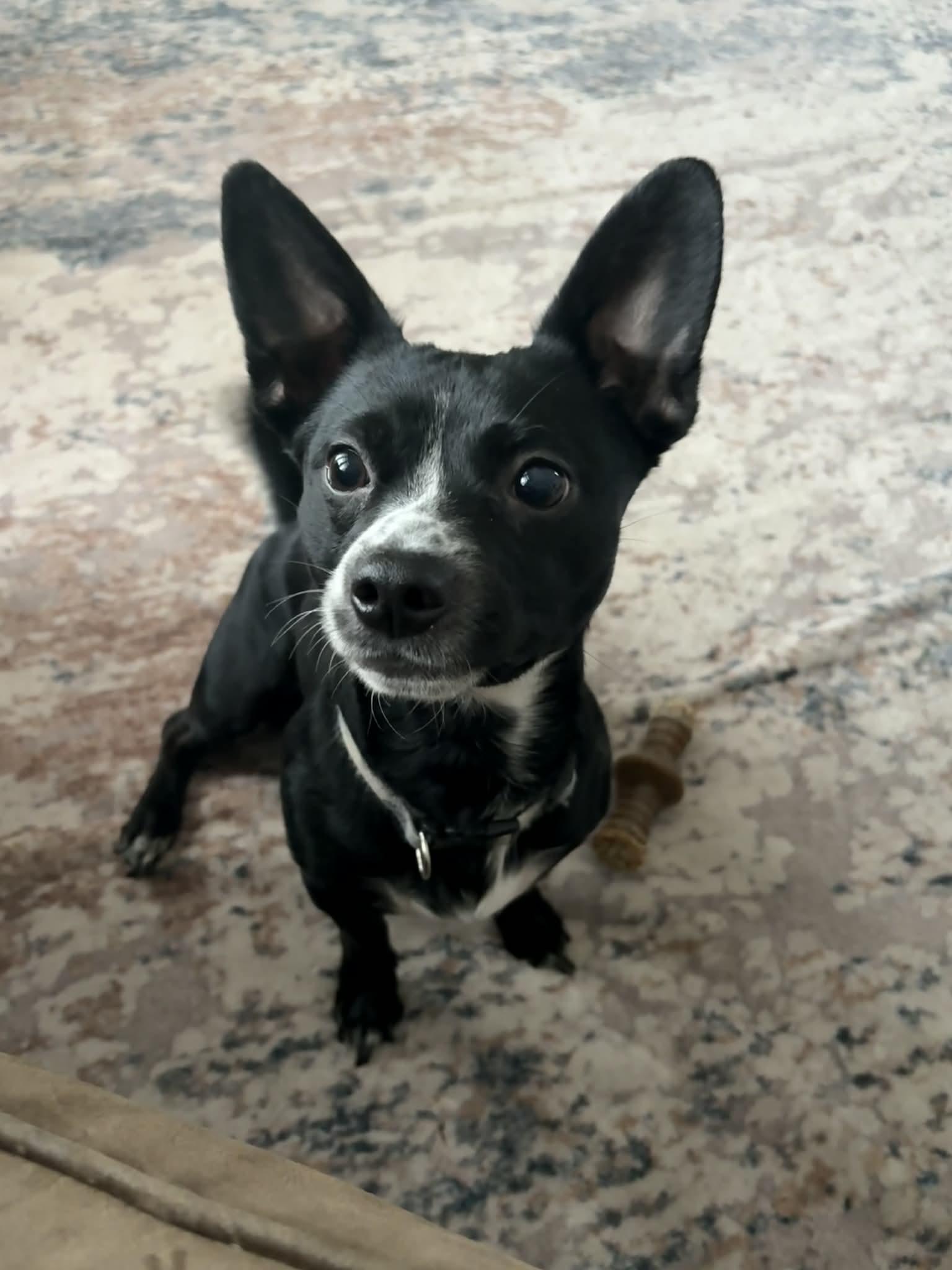 Oshay, an adopted mixed breed in Overland Park, KS image 2/3