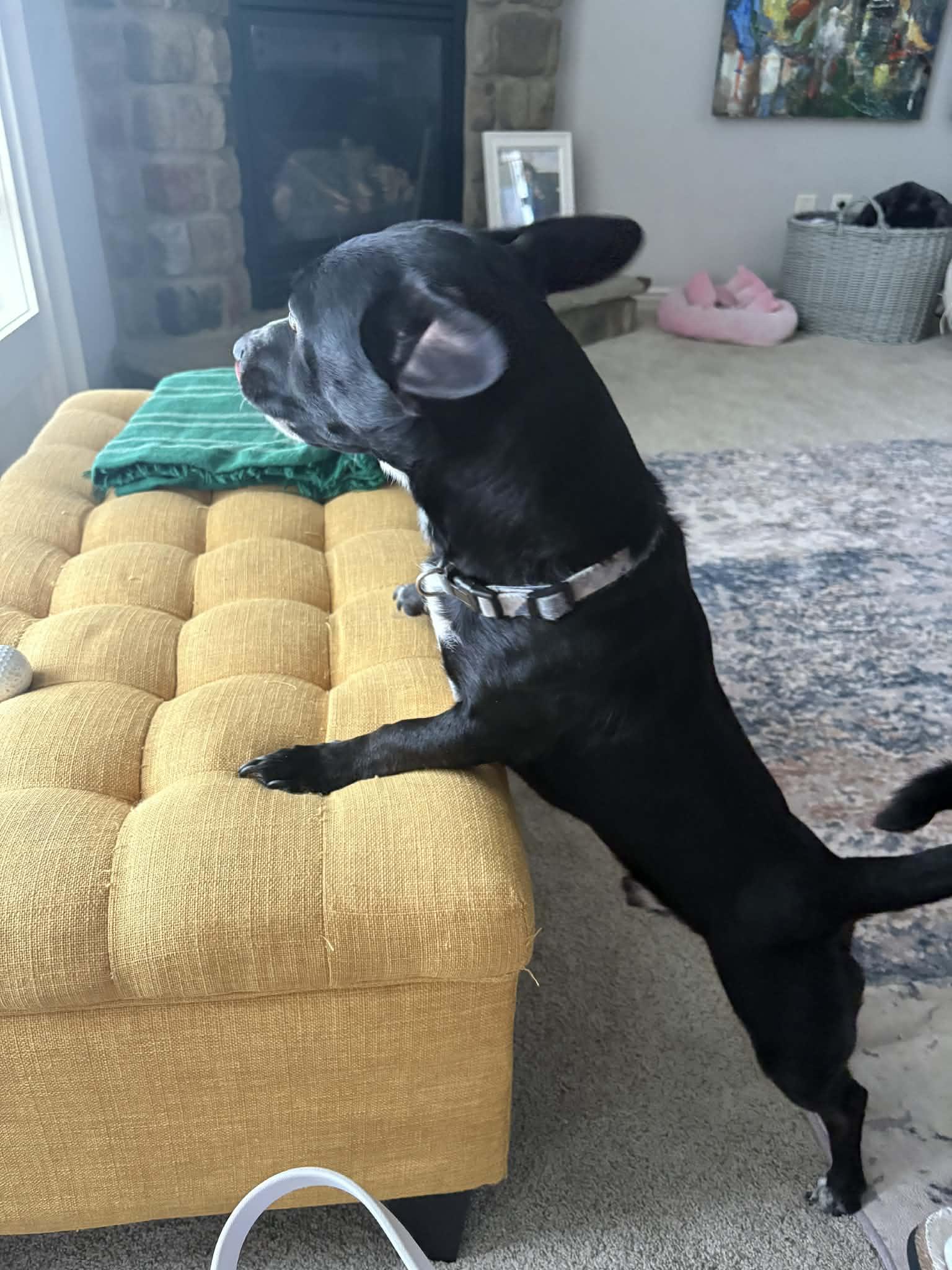 Oshay, an adopted mixed breed in Overland Park, KS image 3/3