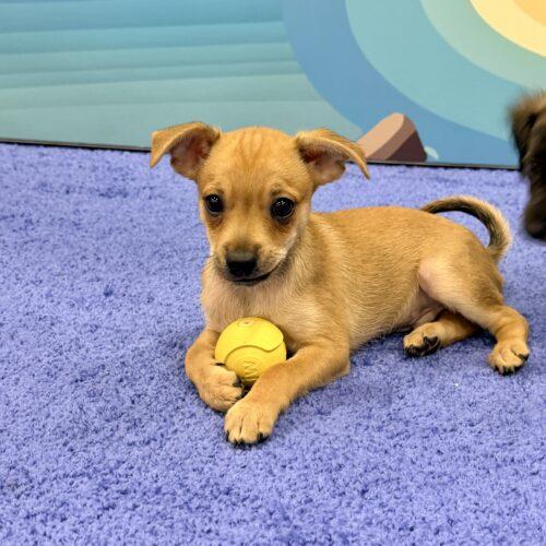 Enlarge Ferrari, a Adoptable Chihuahua in Henderson, NV image 1/2
