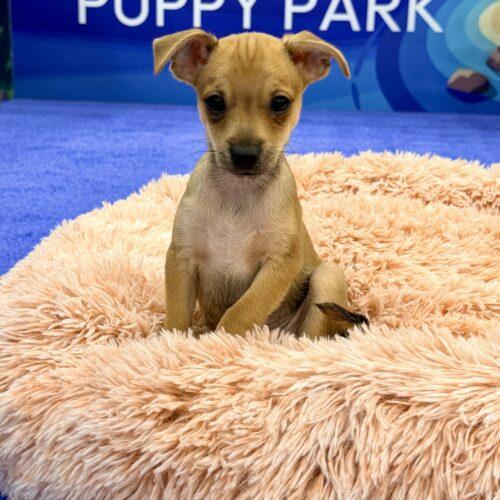 Enlarge Ferrari, a Adoptable Chihuahua in Henderson, NV image 2/2