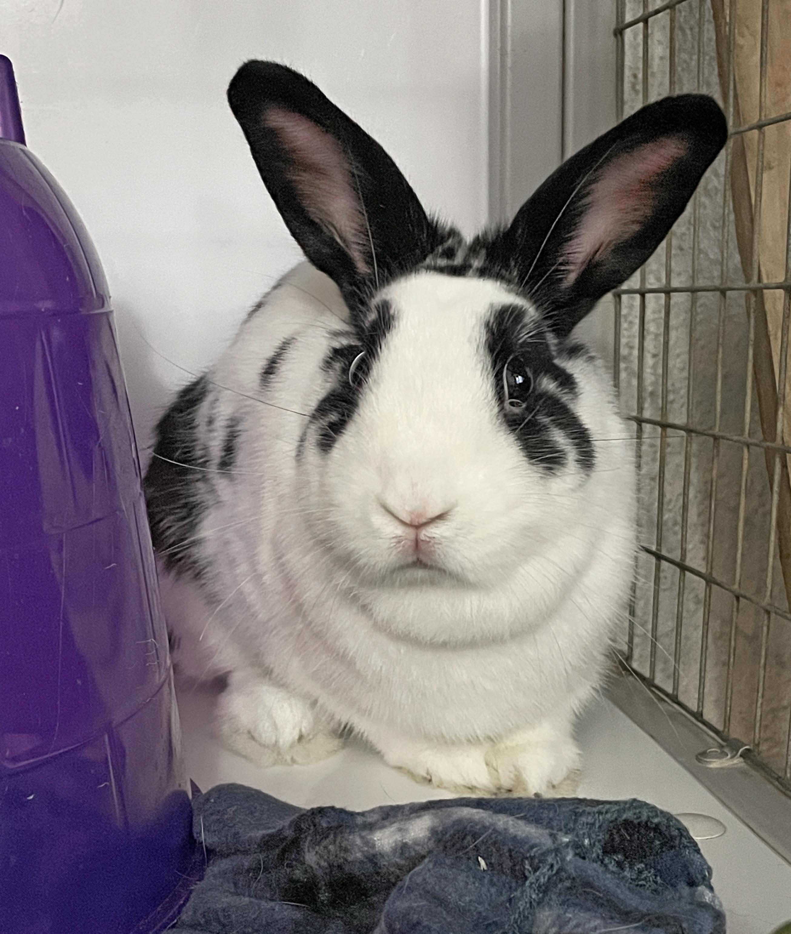 Enlarge Lollihop, a Adoptable mixed breed in Chicago, IL image 1/4