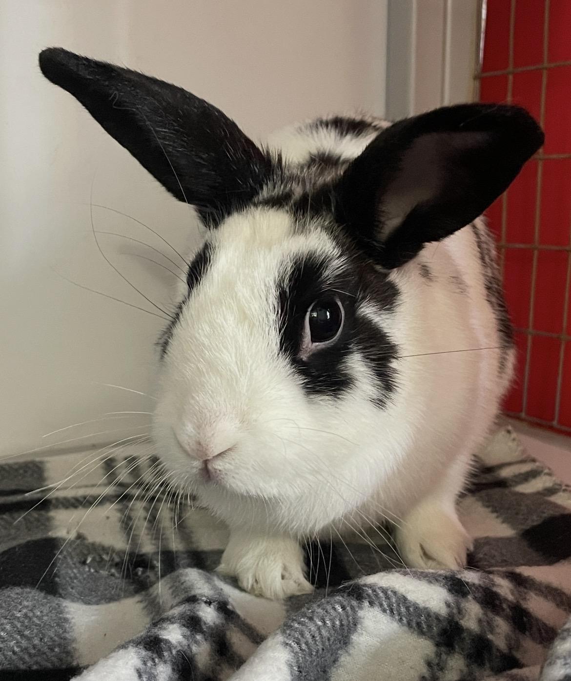 Enlarge Lollihop, a Adoptable mixed breed in Chicago, IL image 3/4