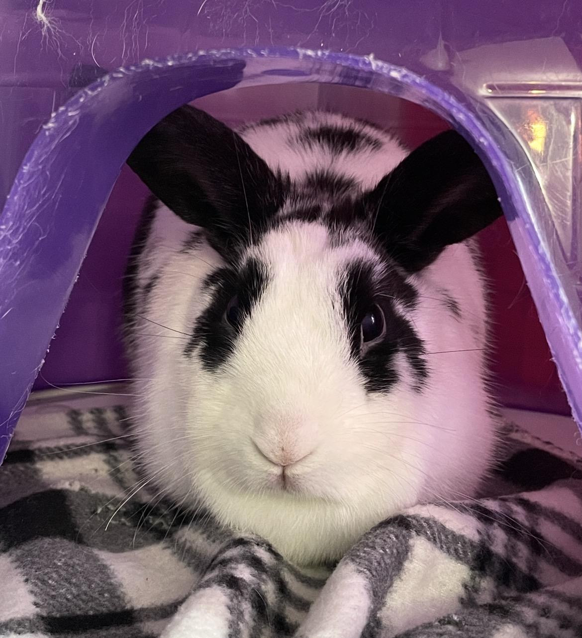 Enlarge Lollihop, a Adoptable mixed breed in Chicago, IL image 2/4