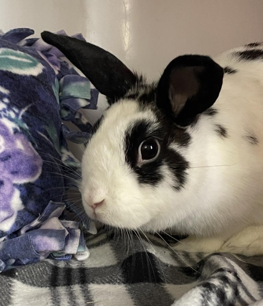 Enlarge Lollihop, a Adoptable mixed breed in Chicago, IL image 4/4