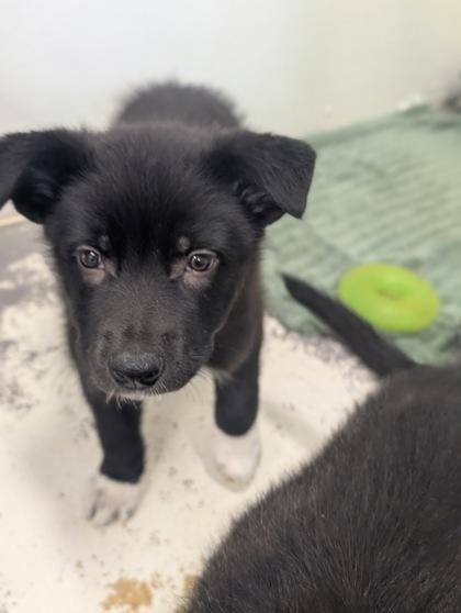 Quarter, Adoptable, Puppy Male German Shepherd Dog & Mixed Breed.