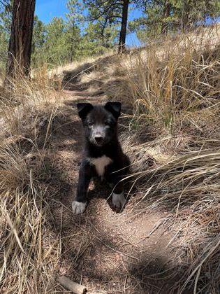 Enlarge Quarter, a Adoptable mixed breed in Divide, CO image 2/3