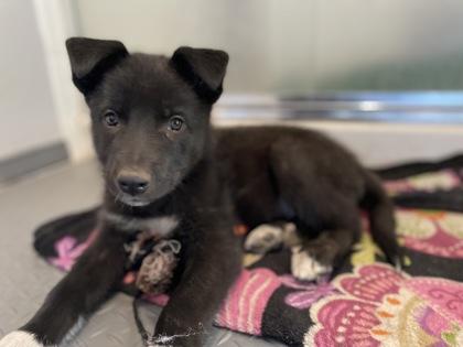 Enlarge Quarter, a Adoptable mixed breed in Divide, CO image 3/3