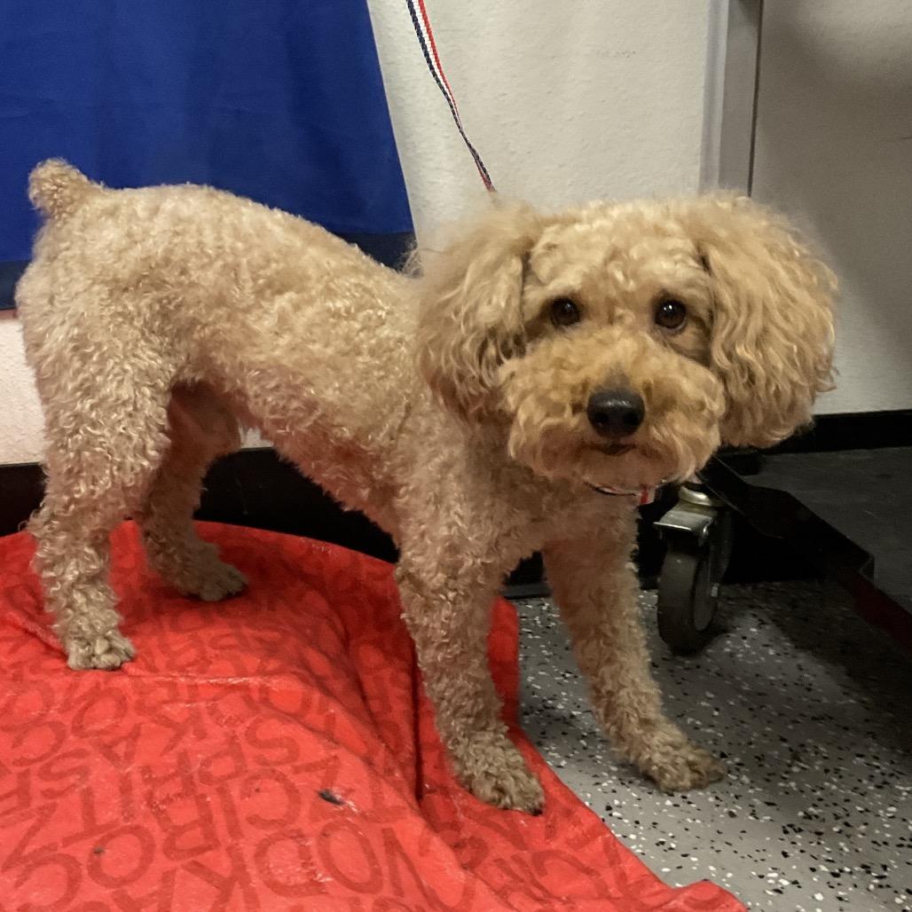 Haccstray thumbnail 2