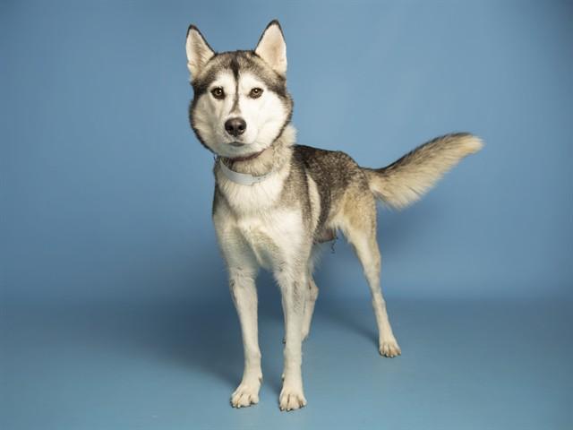 Enlarge FOXY, a Adoptable Siberian Husky in Phoenix, AZ image 1/1