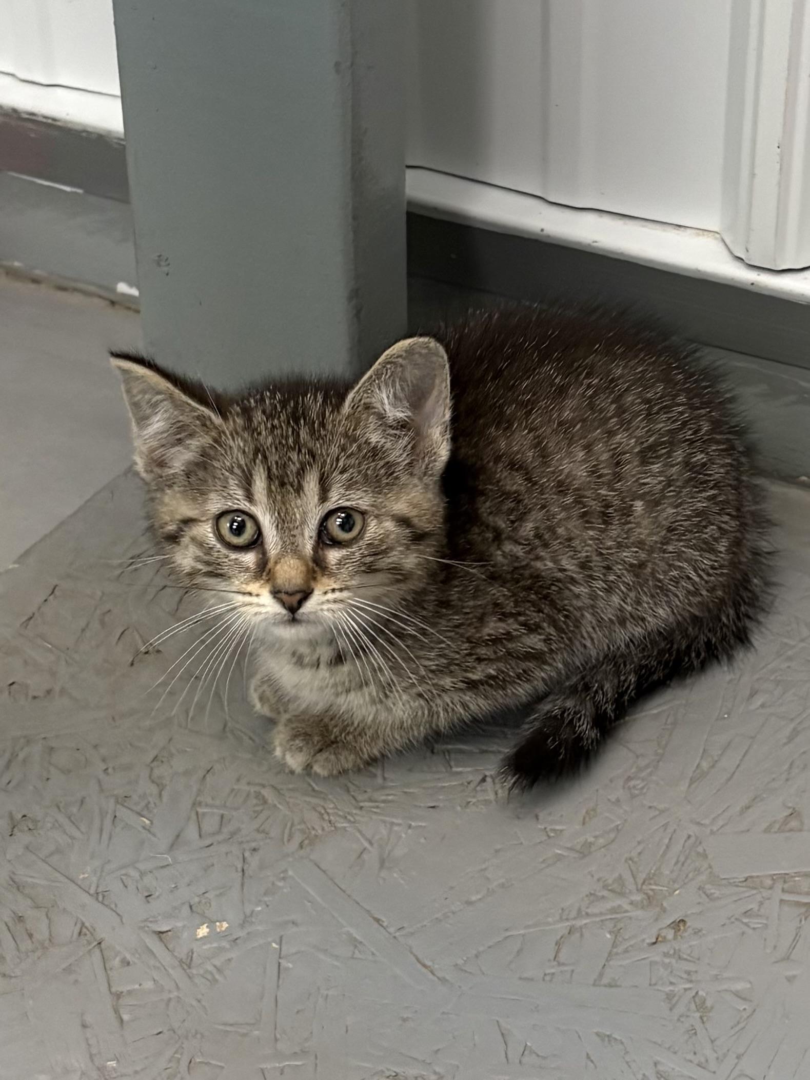 Enlarge Tianna, a ADOPTABLE American Shorthair in Big Rapids, MI image 1/2