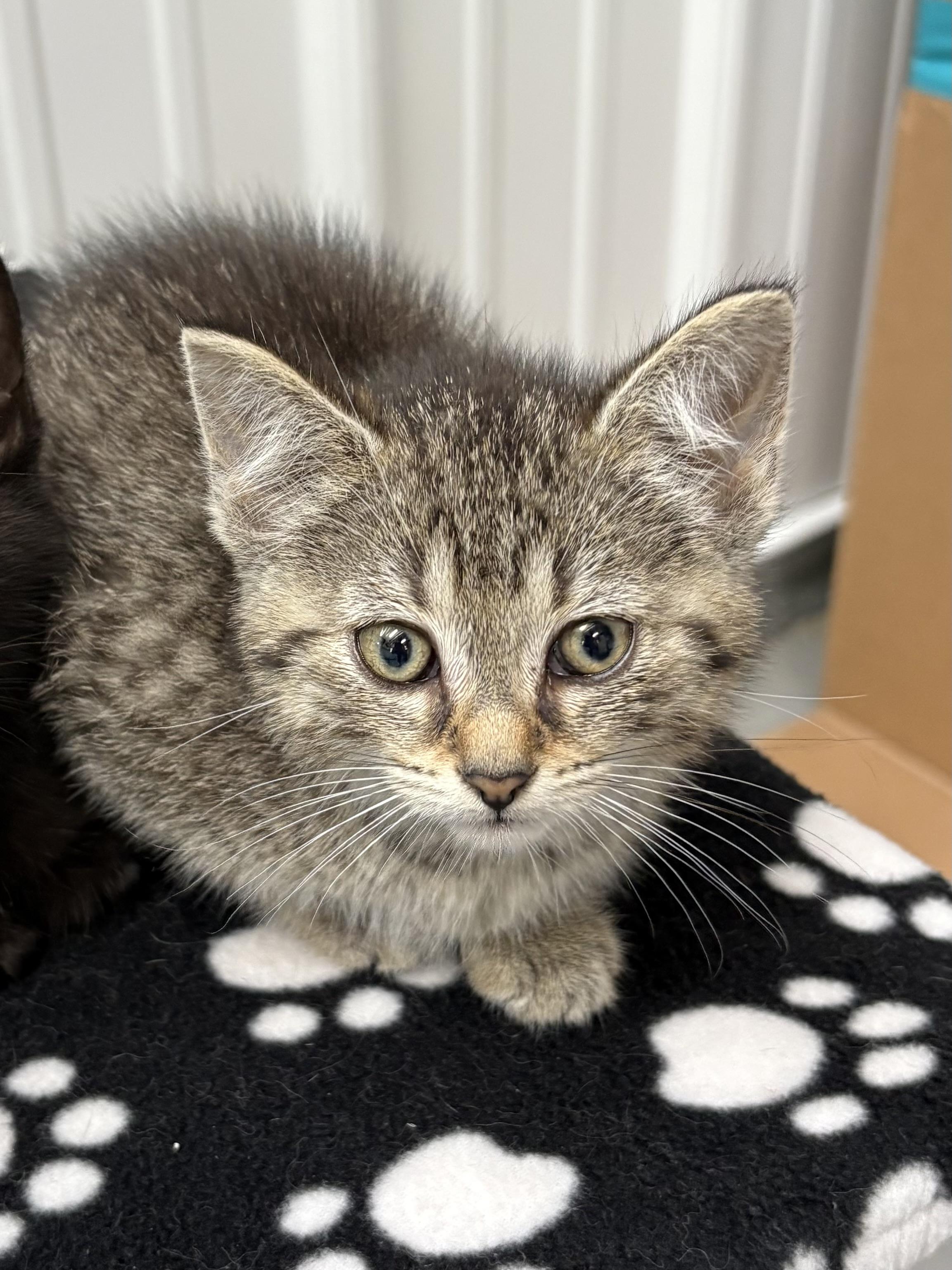 Enlarge Tianna, a ADOPTABLE American Shorthair in Big Rapids, MI image 2/2