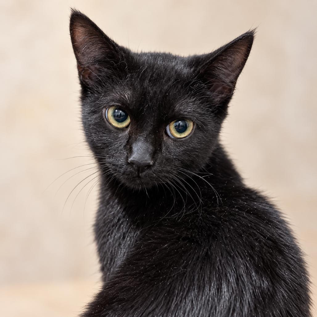 Milo, Adoptable, Young Male American Shorthair & American Shorthair.