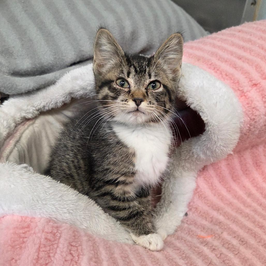 Enlarge Venetian, a Adoptable Domestic Short Hair in Pontiac, IL image 1/6